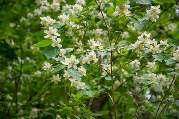 White flowers of Sweet mock-orange (Philadelphus coronarius) in the garden in early summer, close-up