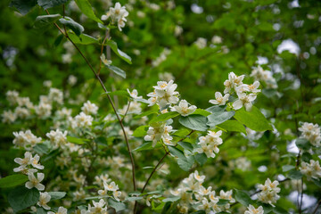 White flowers of Sweet mock-orange (Philadelphus coronarius) in the garden in early summer, close-up