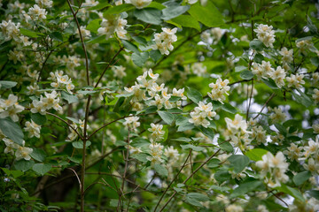 White flowers of Sweet mock-orange (Philadelphus coronarius) in the garden in early summer, close-up