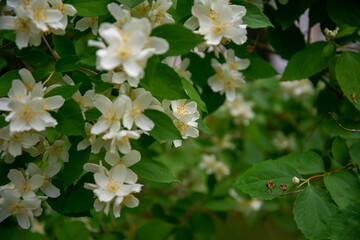 White flowers of Sweet mock-orange (Philadelphus coronarius) in the garden in early summer, close-up