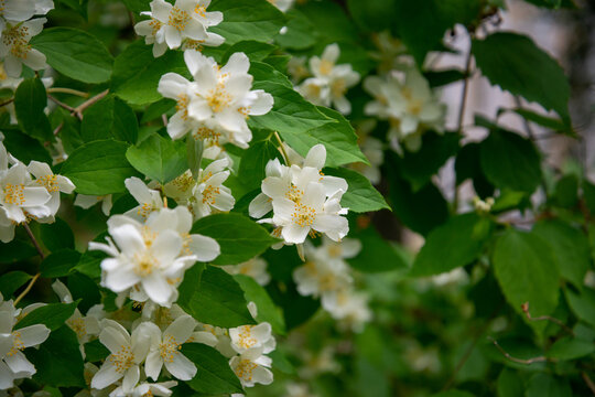 White flowers of Sweet mock-orange (Philadelphus coronarius) in the garden in early summer, close-up