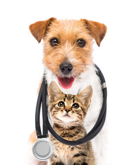dog and cat and stethoscope - 516758343