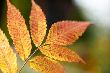 Autumn colors of the Rhus typhina (Staghorn sumac, Anacardiaceae). Red, orange, yellow and green leaves of sumac. Natural texture pattern background.