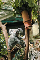 koala in a tree