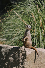 Fototapeta premium meerkat on the lookout