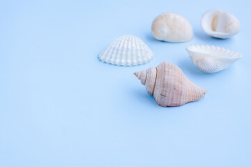 Obraz na płótnie Canvas Seashells on blue background,Collection of seashells,Close-up