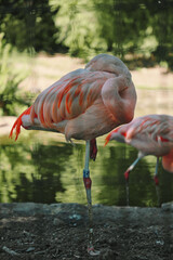 pink flamingo in zoo