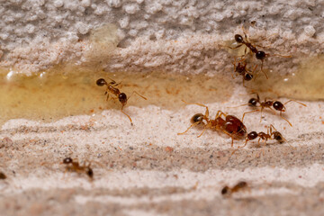 Small Ants looking for food at home. Macro photography.