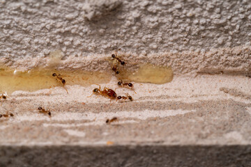 Small Ants looking for food at home. Macro photography.