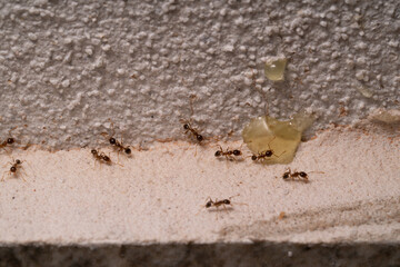 Small Ants looking for food at home. Macro photography.