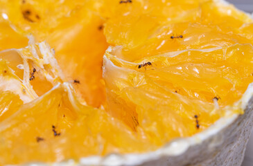 Fototapeta na wymiar Small Ants eating a yellow orange. Macro photography.