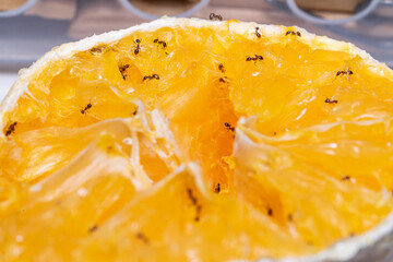 Small Ants eating a yellow orange. Macro photography.