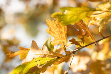 Autumn yellow leaves of oak tree with acorns in autumn park. Fall background with leaves in sun lights with bokeh. Beautiful nature landscape.