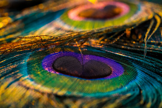 Feather close-up.