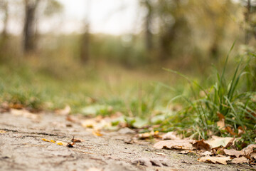 close up view of autumn leaves on grass
