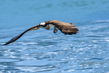 Fototapeta premium 魚を捕食する猛禽類のミサゴ