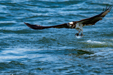 魚を捕食する猛禽類のミサゴ