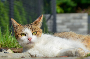 Odprężony kot wygrzewa się w promieniach słońca.