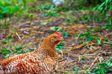 a young cockerel grazes in the garden on a summer morning