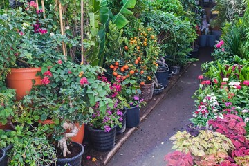 Abundance of different potted house plants and mini citrus trees with fruits in outdoor garden center store for retail and wholesale.