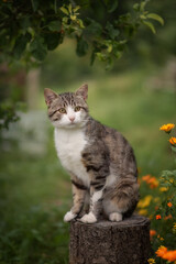 Naklejka na ściany i meble Photo of a striped village cat in a summer garden.