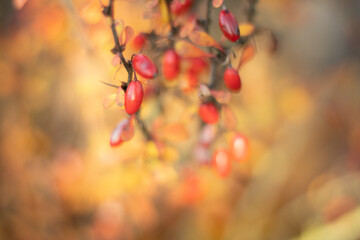 Berberis fruits in autumn, barberry close up, berberis vulgaris