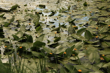 The background of water lilies in the river