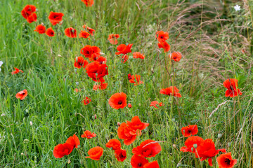 Obraz premium Field poppies among grasses and green unripe grain on a hot summer day, Summer.