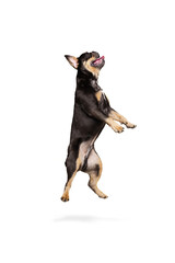 Portrait of funny active pet, cute dog posing isolated over white studio background. Concept of motion, action, pets love, animal life.