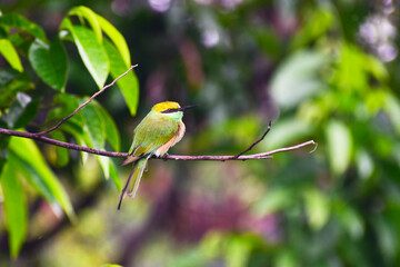 A beautiful green bee-eater (Merops orientalis) bird close up