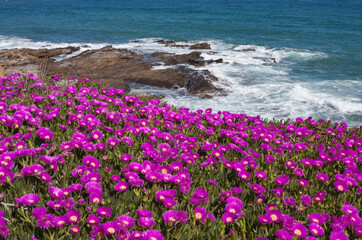 Marine view with pink flowers