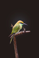 A beautiful green bee-eater (Merops orientalis) bird black backround