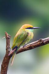 A beautiful green bee-eater (Merops orientalis) bird close up