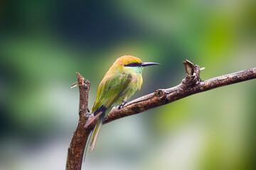 A beautiful green bee-eater (Merops orientalis) bird close up