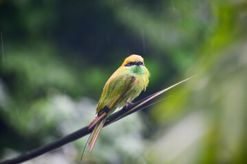 A beautiful green bee-eater (Merops orientalis) bird close up