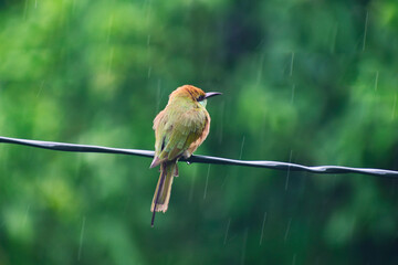 A beautiful green bee-eater (Merops orientalis) bird close up