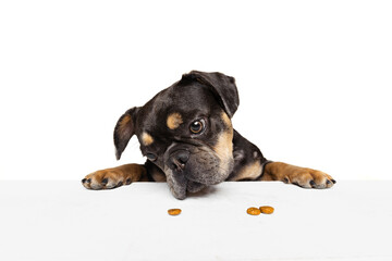 Half-length portrait of nice dog, puppy isolated over white studio background. Concept of motion, action, pets love, animal life, vet.
