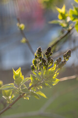 A branch with young leaves in natural conditions in spring.