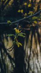 spring leaves in the water