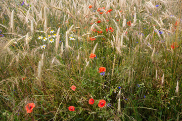 Fototapeta premium Poppies and cornflowers among the blades of ripe grain on a hot summer day. Summer.