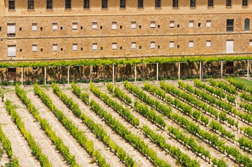 Vineyards in the San Francisco Convent. Olite, Navarre