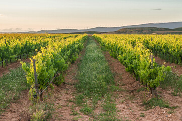 Fototapeta na wymiar Vineyards in the middle area of ​​Navarra