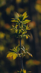 Obraz premium the beginning of spring, a branch opens