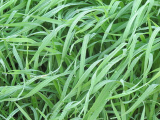 Green grasses in garden of backyard is covered by beautiful ice and water is dropping in Winter Melbourne countryside, Australia