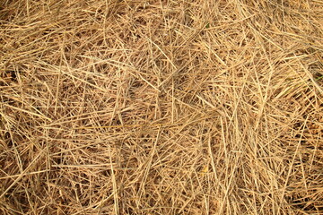 Brown straw for background