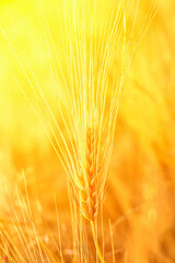 Ripening spikelet of barley in the light of the setting sun vertical shot