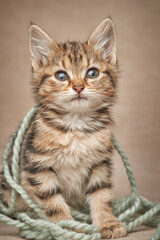 Fototapeta na wymiar Tabby kitten wrapped in knitting thread sits looking at the camera