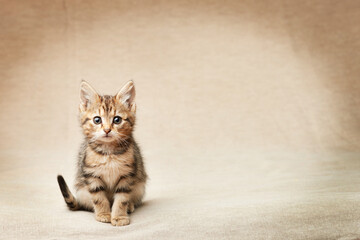 Cute tabby black brown kitten sitting looking at the camera with copy space
