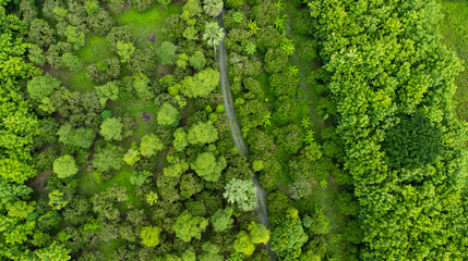 An aerial view of trees in the rainy season in rural northern Thailand. Drone flying over the forest, nature background. Drone photography