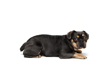 Portrait of funny active pet, cute dog posing isolated over white studio background. Concept of motion, action, pets love, animal life.